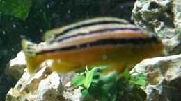 Foto mit Melanochromis auratus Weibchen
