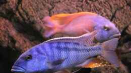 Foto mit Buccochromis Heterotaenia