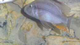 Foto mit Dimidiochromis compressiceps Bock