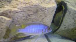 Foto mit Sciaenochromis fryeri ???ahli??? Bock