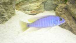 Foto mit Sciaenochromis fryeri ???ahli??? Bock