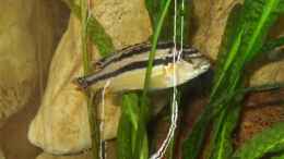 Foto mit Melanochromis Auratus Weibchen