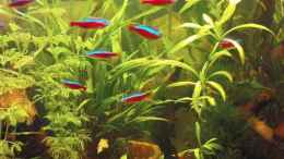 Foto mit rechts: Echinodorus spec. grisebachii ; links am Rand Limnophila