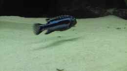 Melanochromis Cyanerohabos Maingano Bock