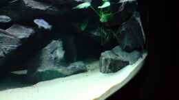 Melanochromis Cyanerohabos Maingano