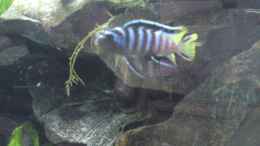 Pseudotropheus Elongatus Mpanga Bock