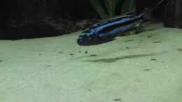 Melanochromis Cyanerohabos Maingano Bock