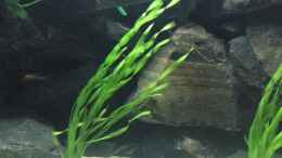 Vallisneria spiralis  