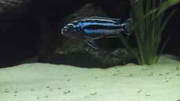 Foto mit Melanochromis Cyanerohabos Maingano Bock