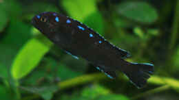 Foto mit Pseudotropheus elongatus Neon Spot Ruarwe, m