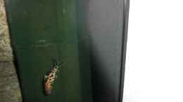 Foto mit Synodontis multipunctatus baby eigen NZ