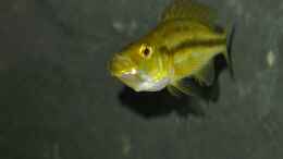 Foto mit dimidiochromis compressiceps chizumulu
