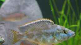 Foto mit Nimbochromis livingstoni