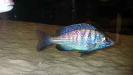 Foto mit Placidochromis phenochilus Mdoka 