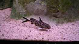 Foto mit Synodontis lucipinnis