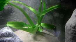 Foto mit Crinum Thaianum