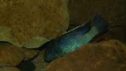 Foto mit Nimbochromis livingstonii male