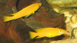 Neolamprologus leleupi