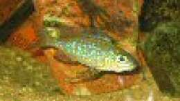 Besatz im Aquarium Becken 1205