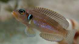 Foto mit Lamprologus ocellatus gold
