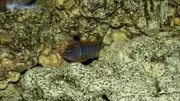 Foto mit Labidochromis hongi Red Top