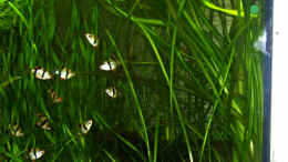 Foto mit aus den Vallisneria spiralis sind dann doch Vallisneria gigantea