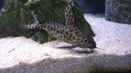 Foto mit Ein Synodontis multipunctatus bei der Futtersuche