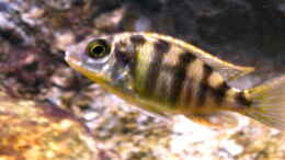 Foto mit Protomelas fenestratus Taiwan reef male Jungfisch