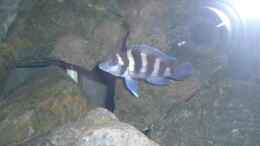 Foto mit Neolamprologus tretocephalus