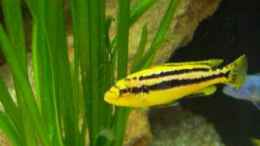 Melanochromis Chipokae