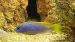 Pseudotrpheus Acei