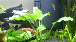 Foto mit Anubias heterophylla