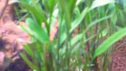 Foto mit Cryptocoryne lucens