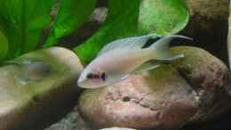Foto mit Neolamprologus Brichardi