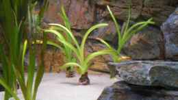 Foto mit crinum thaianum