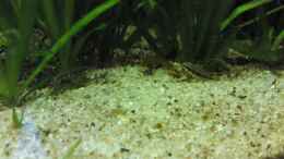 Foto mit Pelvicachromis pulcher- Nachwuchs
