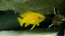Foto mit Neolamprologus leleupi