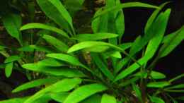 Foto mit Cryptocoryne x willisii (Nevillii Wasserkelch)