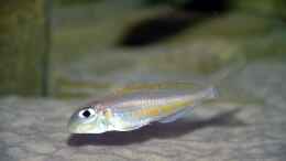 Foto mit Xenotilapia flavipinnis