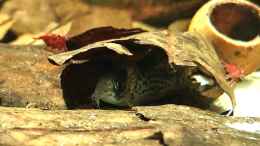 aquarium-von-juju-becken-14049_Seemandelbaumblätter