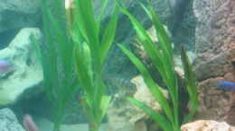 Foto mit Crinum thaianum