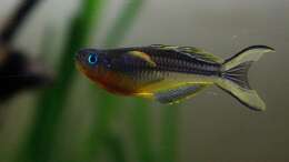 Pseudomugil Furcatus Männchen