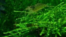 Amano Garnele und Red Bee Baby im Vergleich