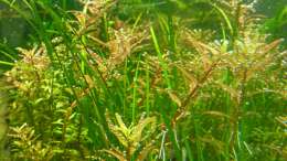 Rotala rotundifolia, hier ist die Assimilation schön zu sehen