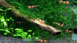 Red Bees