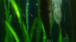 Besatz im Aquarium Furcatus Sunrise (nur noch als Beispiel)