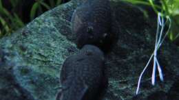 2 Flossensauger beim Knutschen