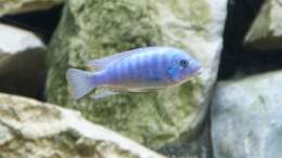 Metriaclima zebra red+blue