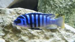 Metriaclima zebra Chilumba Luwio Reef