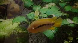 Besatz im Aquarium Paradise Edge Obsolete